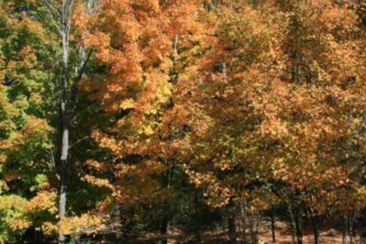 Amerscot House Inn - thumb 6