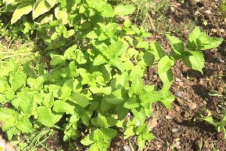 Heated Pool In Prime Woodstock - thumb 1