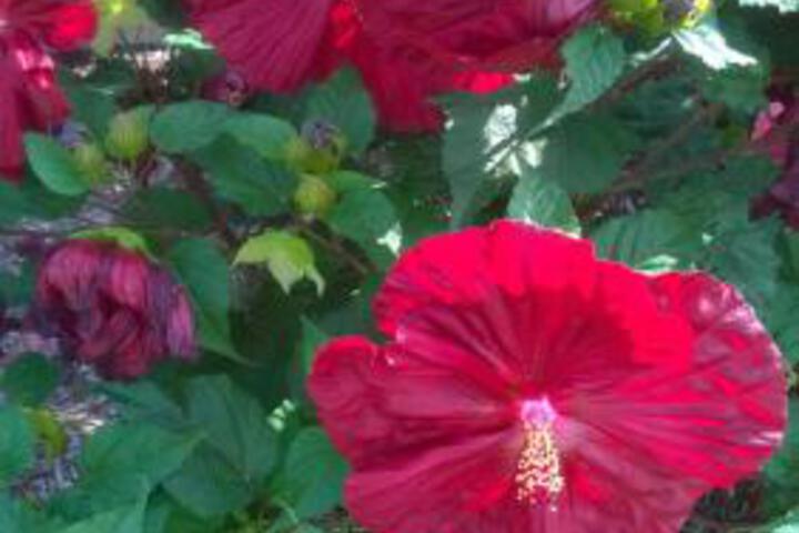 Miami Motel - thumb 5