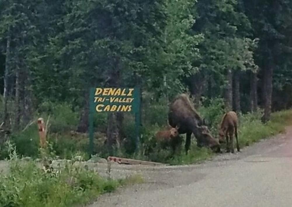 Denali Tri-Valley Cabins - thumb 0