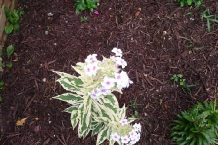 The White House - thumb 5