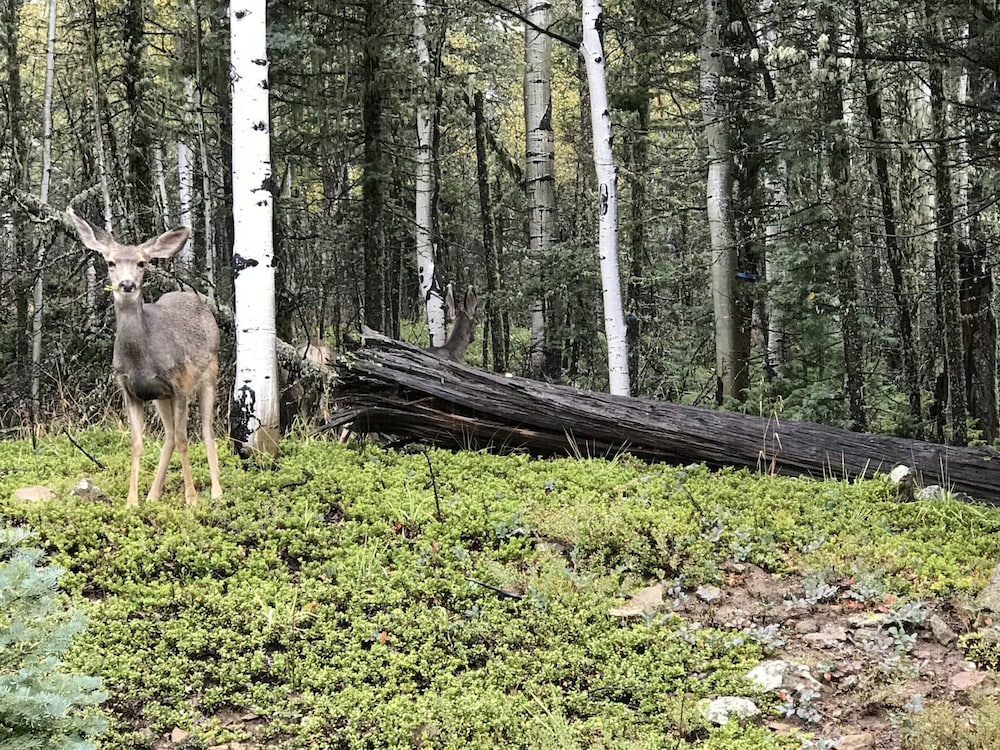Alpine Gardens - thumb 0