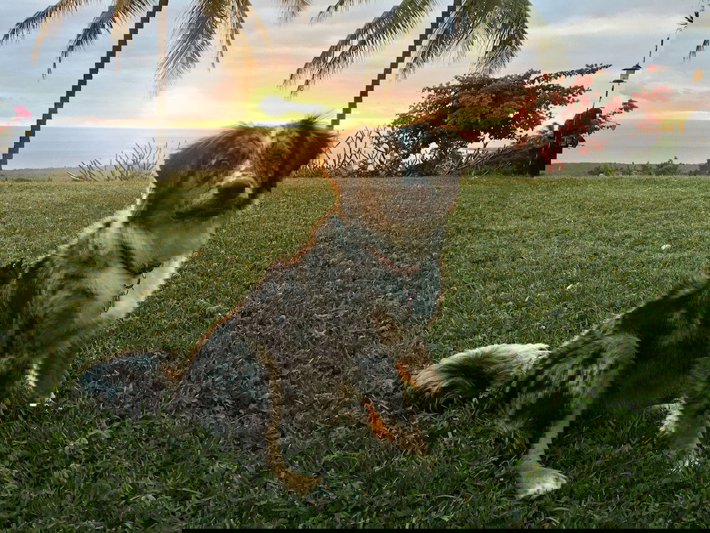 Kona Bayview Inn - thumb 3