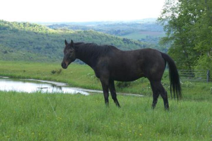 Tentrr Mountain Bliss Campsite - thumb 0