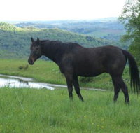 Tentrr Mountain Bliss Campsite - China Accommodation