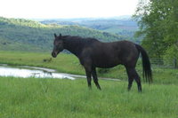 Tentrr Mountain Bliss Campsite