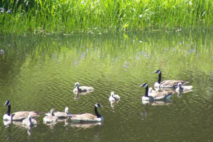 Tentrr Mountain Bliss Campsite - thumb 7