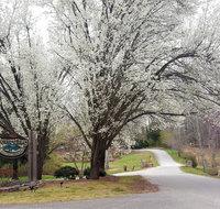 Forrest Hills Mountain Resort and Conference Center - USA Accommodation