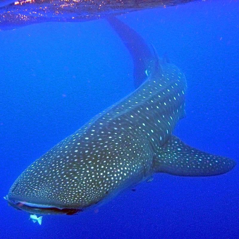 Super 8 By Wyndham Marietta/West/Atl Area - thumb 3