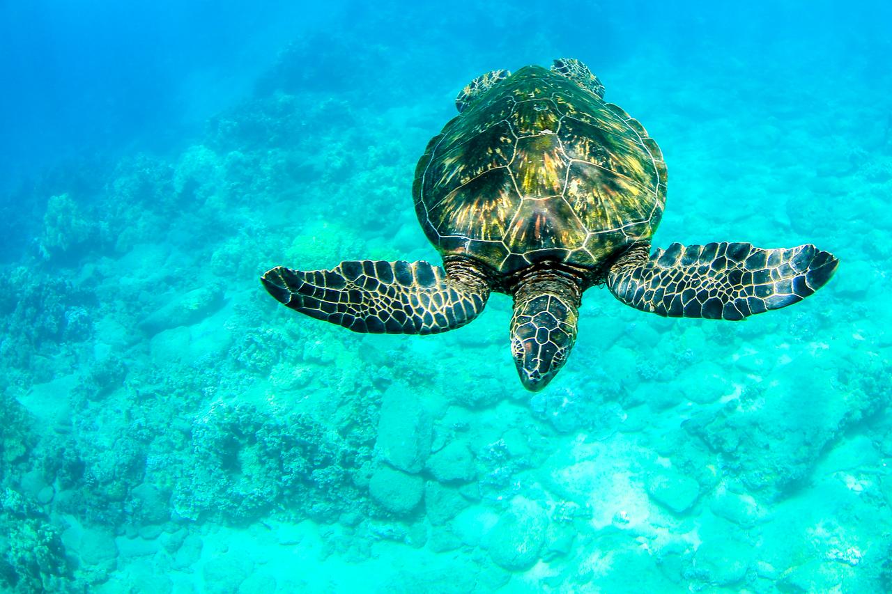 Grand Wailea Resort Hotel & Spa, A Waldorf Astoria Resort - thumb 22