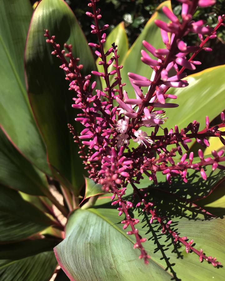Maui Garden Oasis - thumb 20