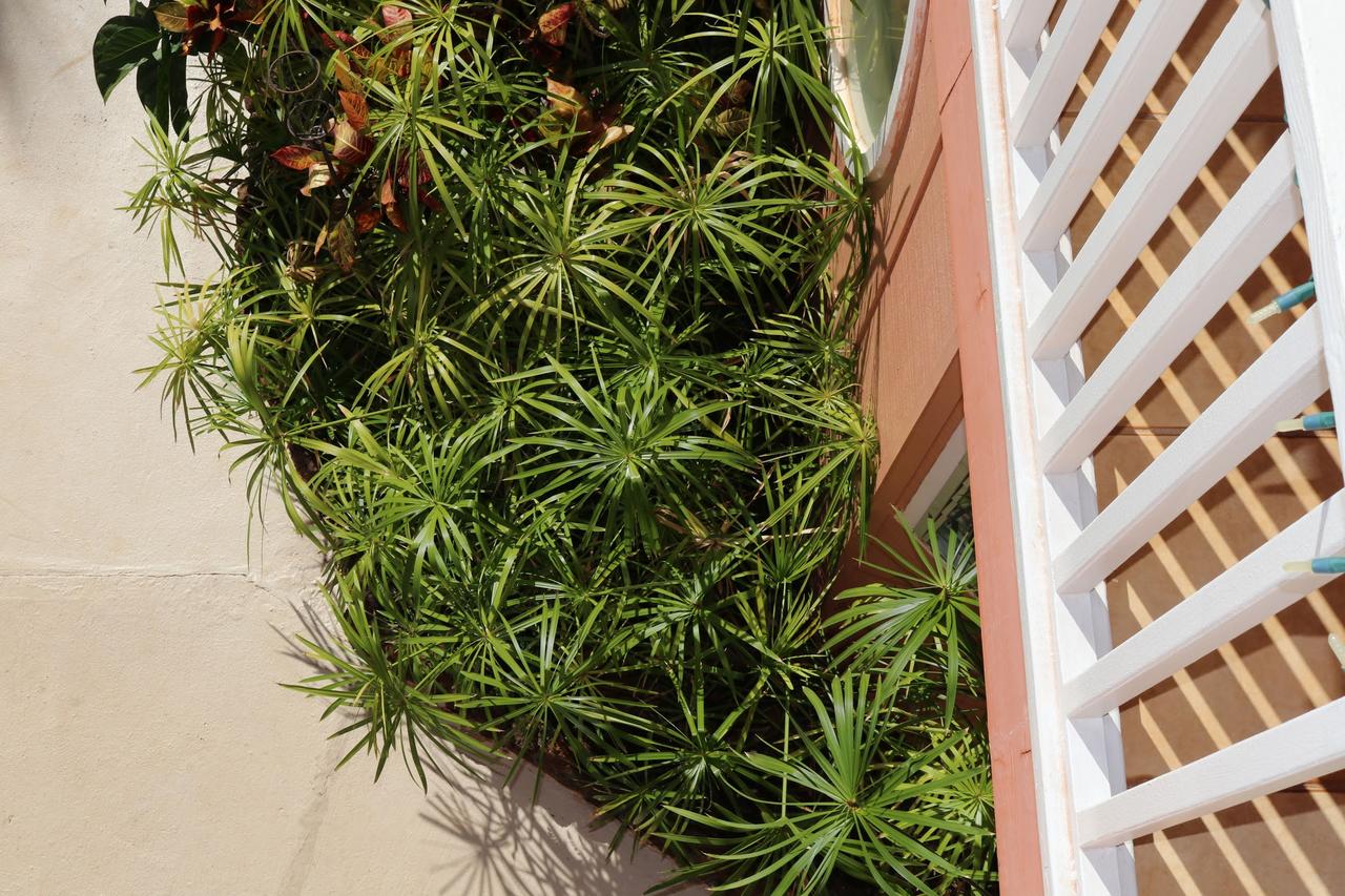 Maui Garden Oasis - thumb 9
