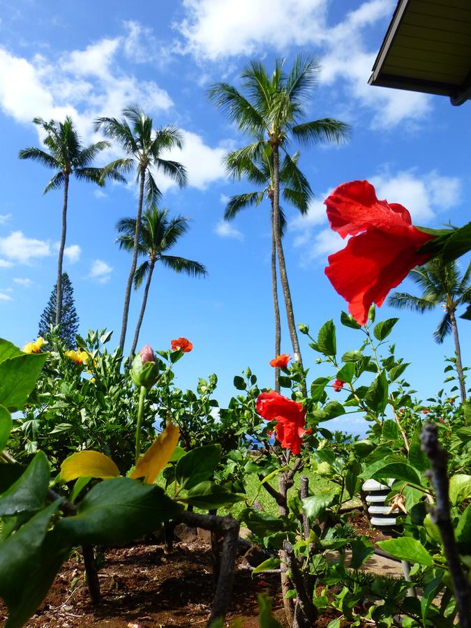 Mahina Surf - thumb 20