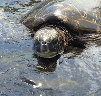 Big Island Bed and Breakfast - USA Accommodation