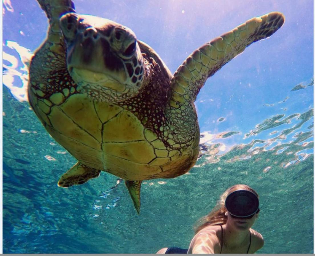 Banana Bungalow In Laie, North Shore, Oahu - thumb 21
