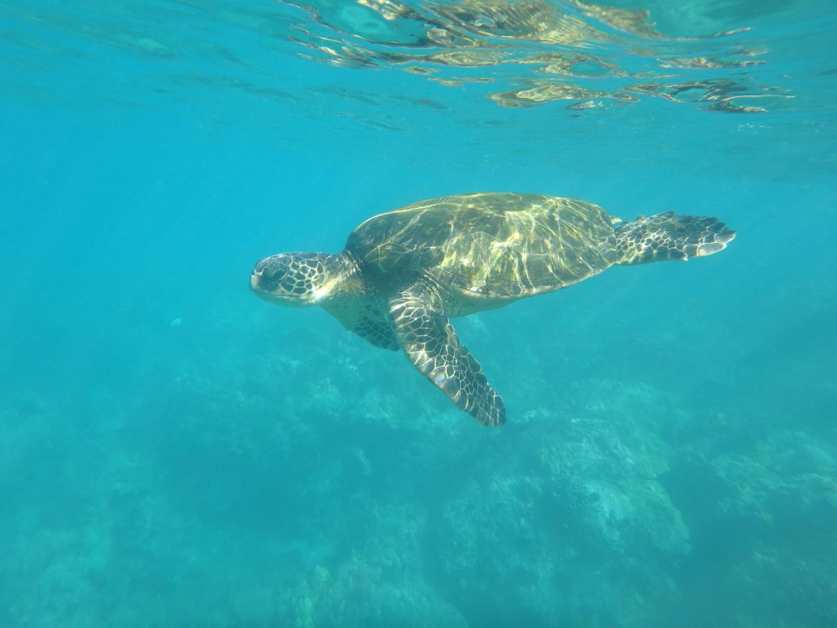 Ocean View Paradise! - thumb 29