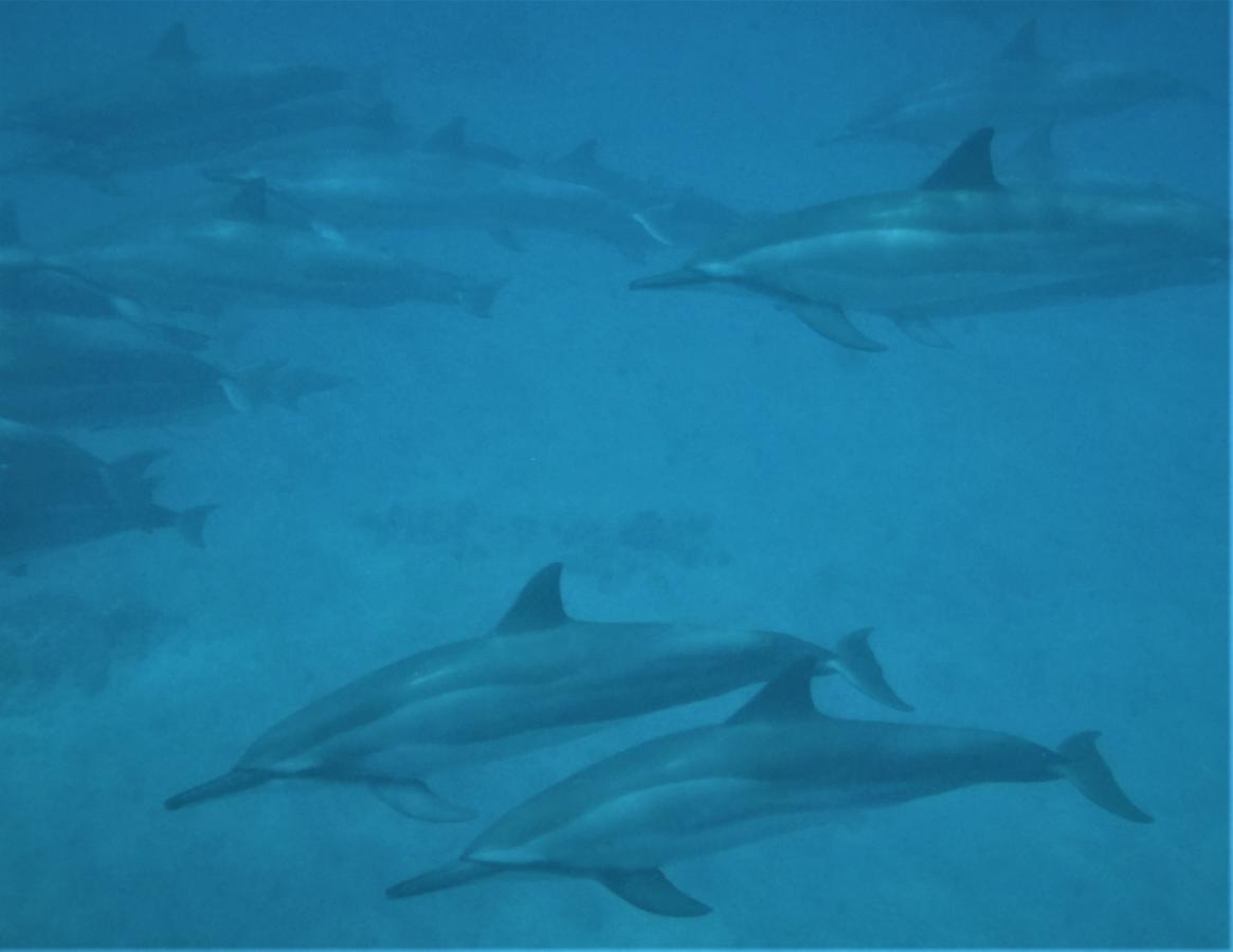 Ocean View Paradise! - thumb 25