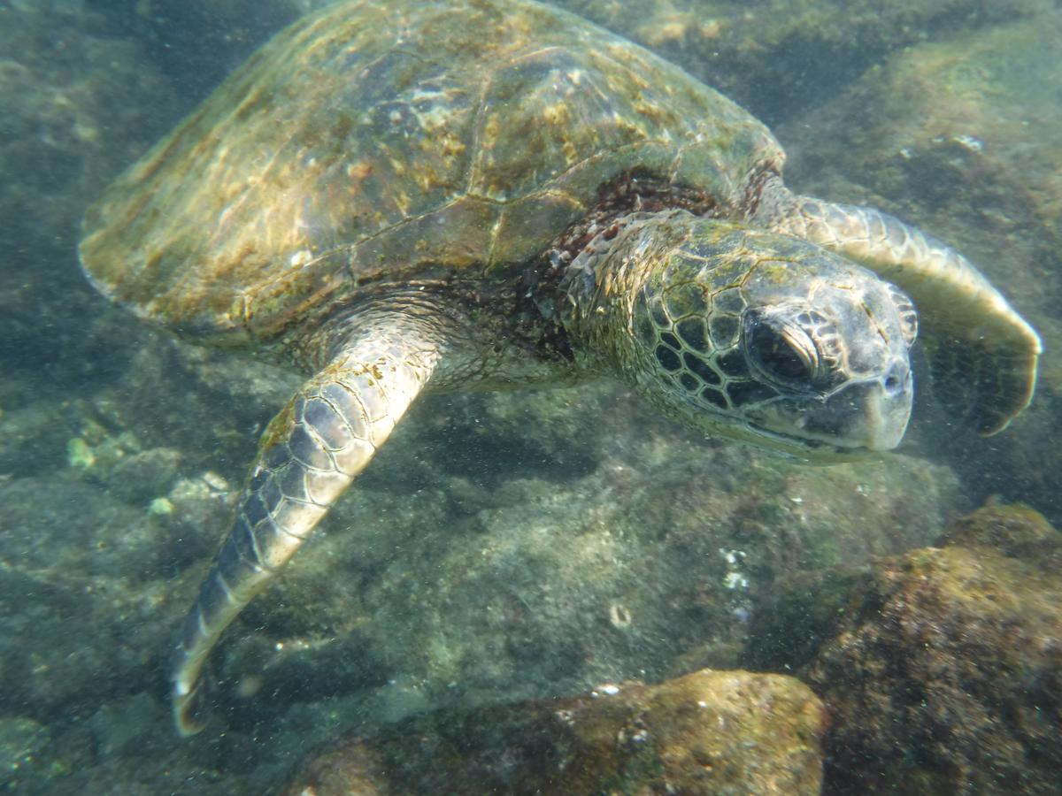 Ocean View Paradise! - thumb 8