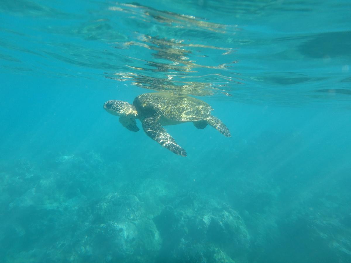 Ocean View Paradise! - thumb 27