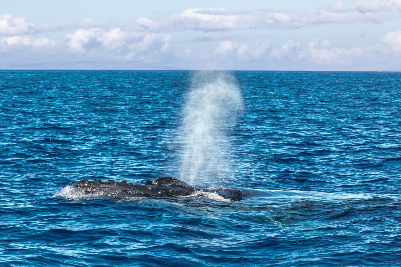Waikiki Whale Watcher Apts 704 - thumb 3