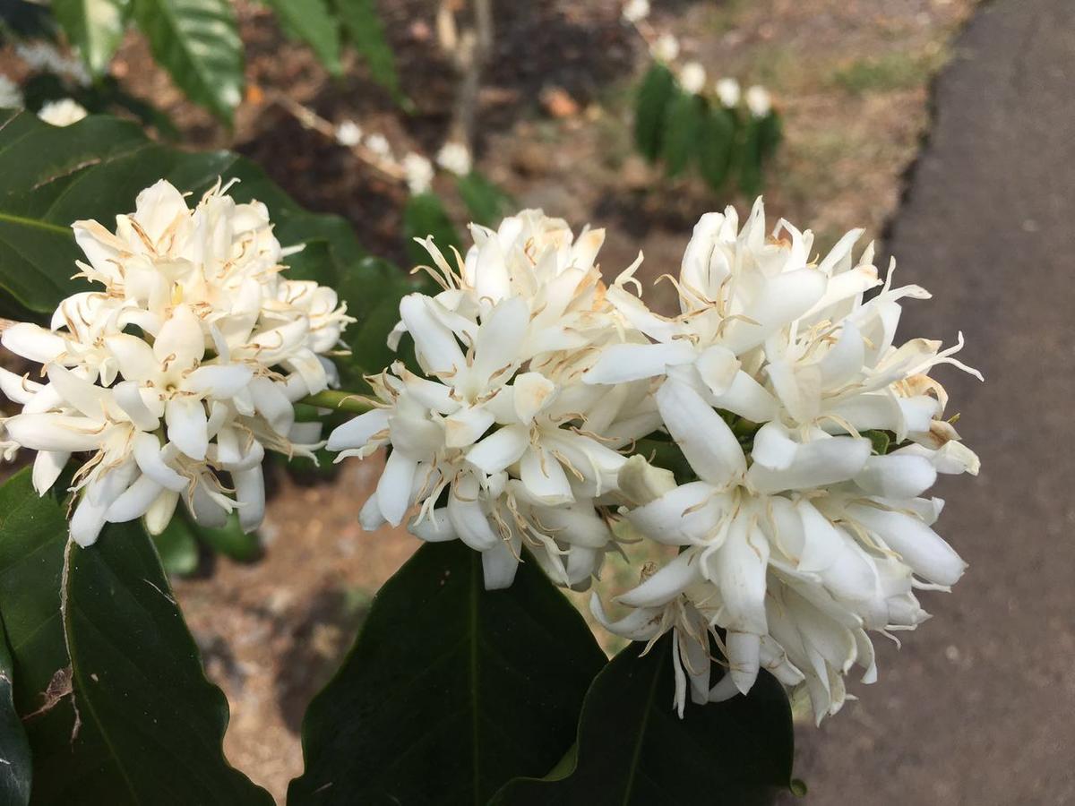 Hawaii Belt Coffee Garden - thumb 0
