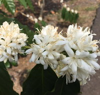 Hawaii Belt Coffee Garden - Accommodation China