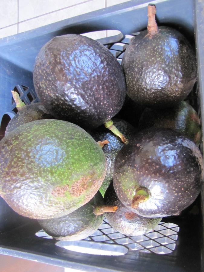 Hawaii Belt Coffee Garden - thumb 28