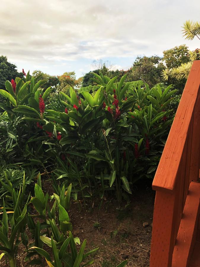 Hawaii Belt Coffee Garden - thumb 7