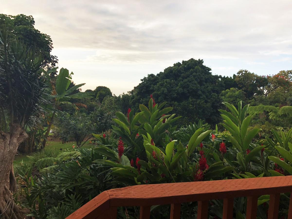 Hawaii Belt Coffee Garden - thumb 6