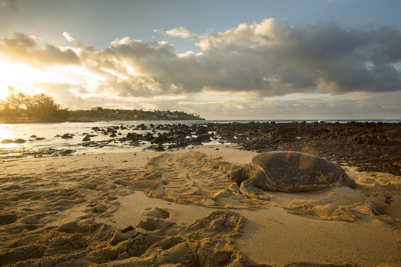 Marriott's Waiohai Beach Club - thumb 30