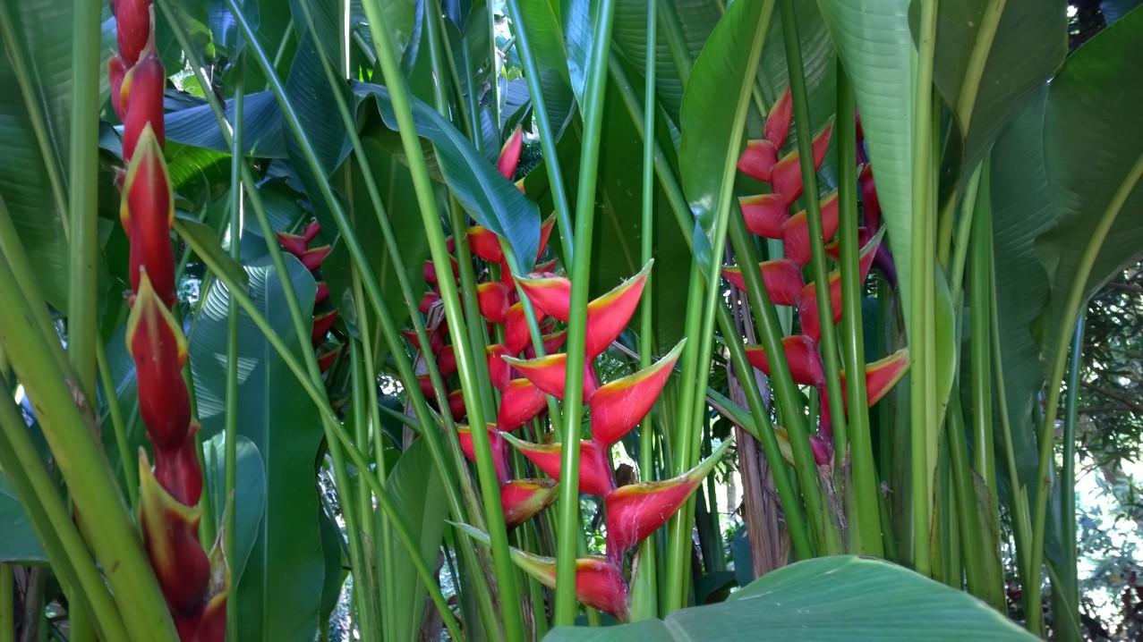 Alii Kai Ii 8H Condo - thumb 11