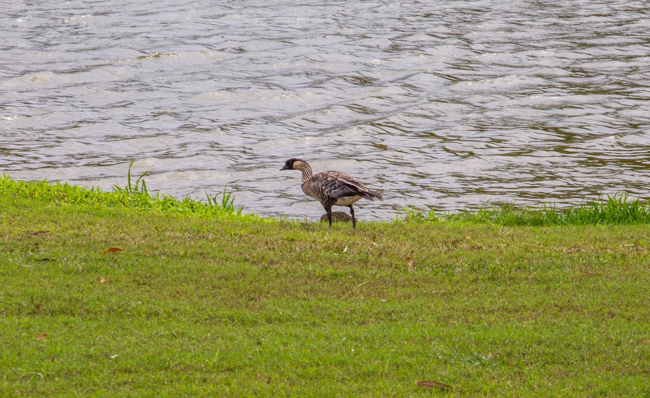 Alii Kai Ii 8H Condo - thumb 3