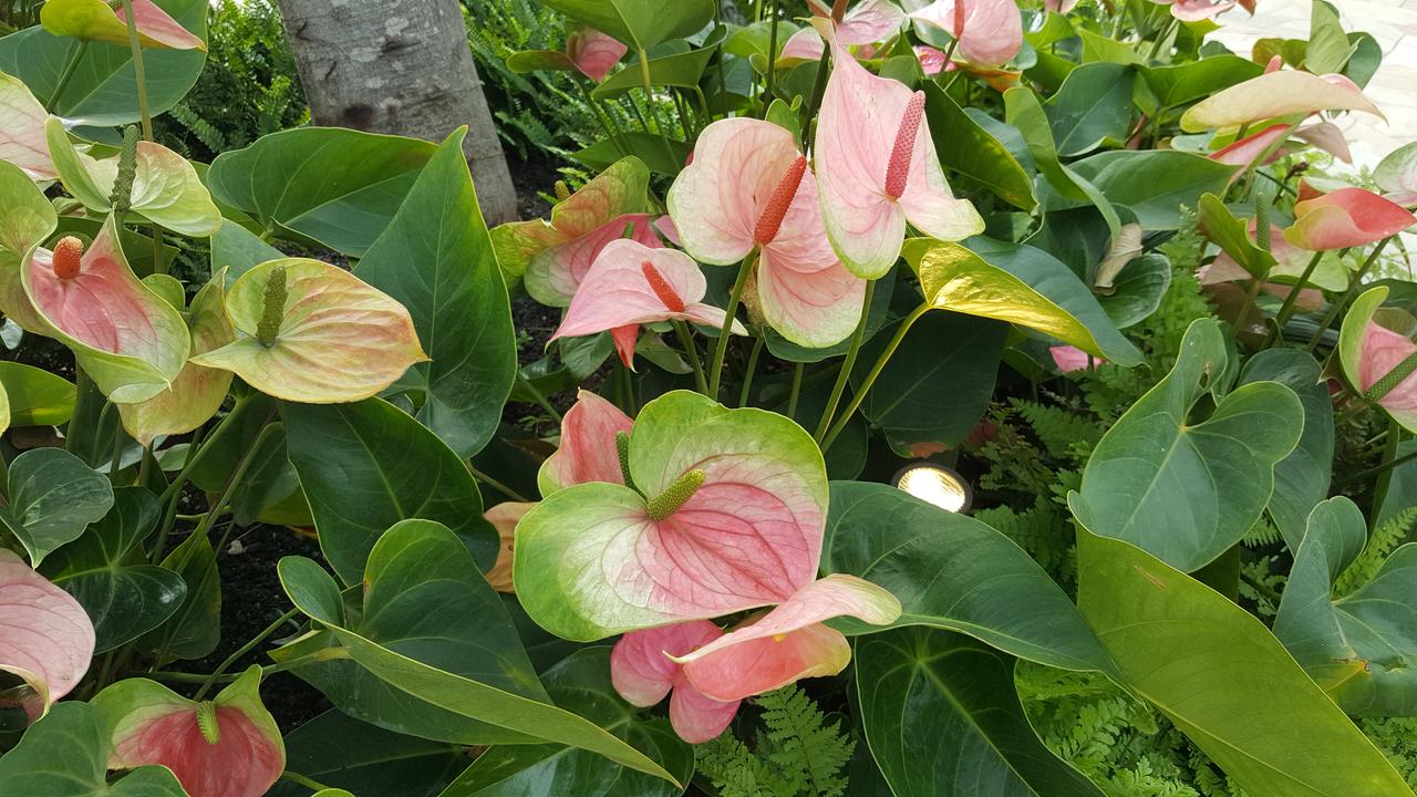 Coconut Cottage (TVNC#1298) - thumb 22