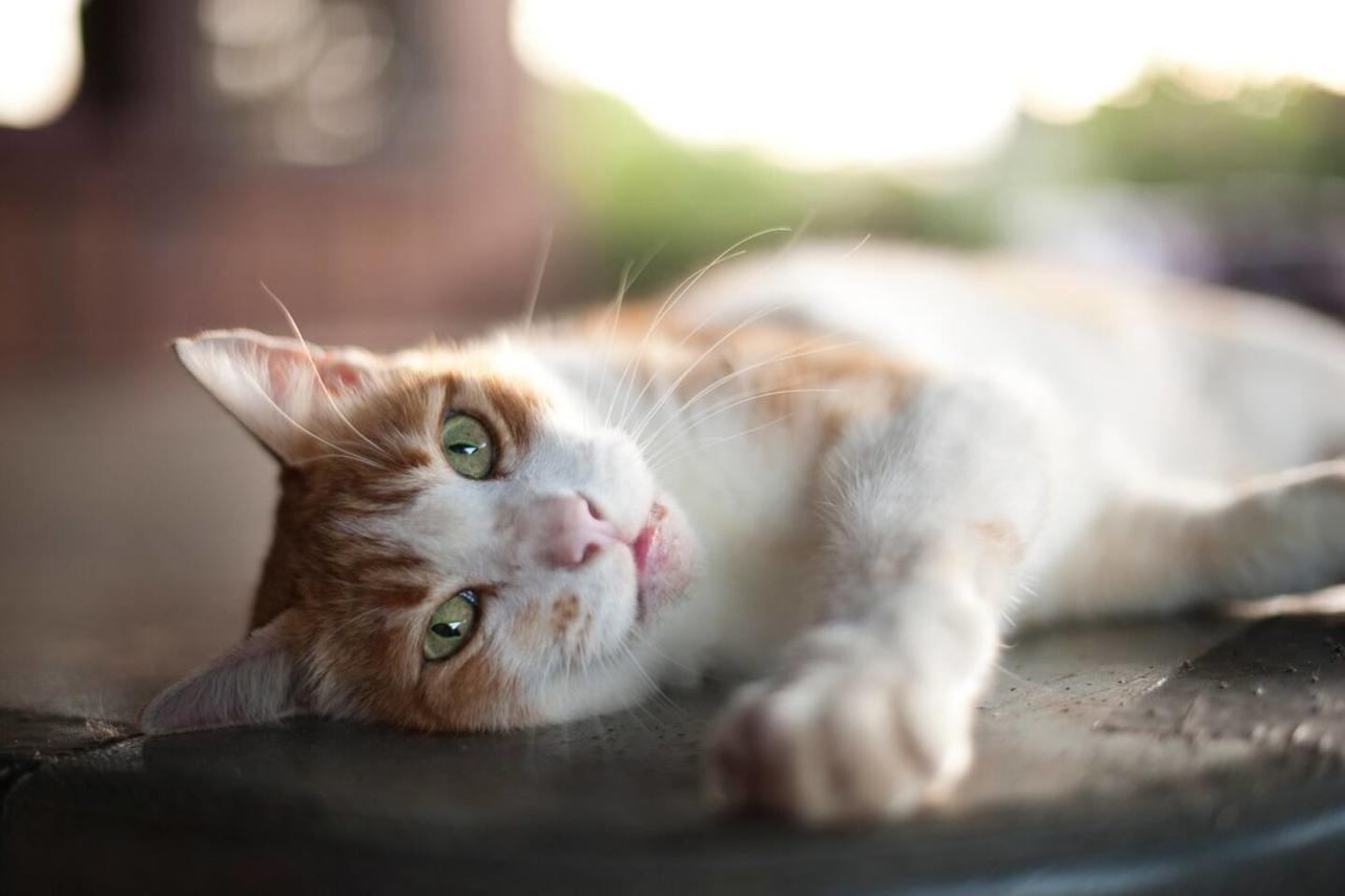 Twin Hearts - thumb 3