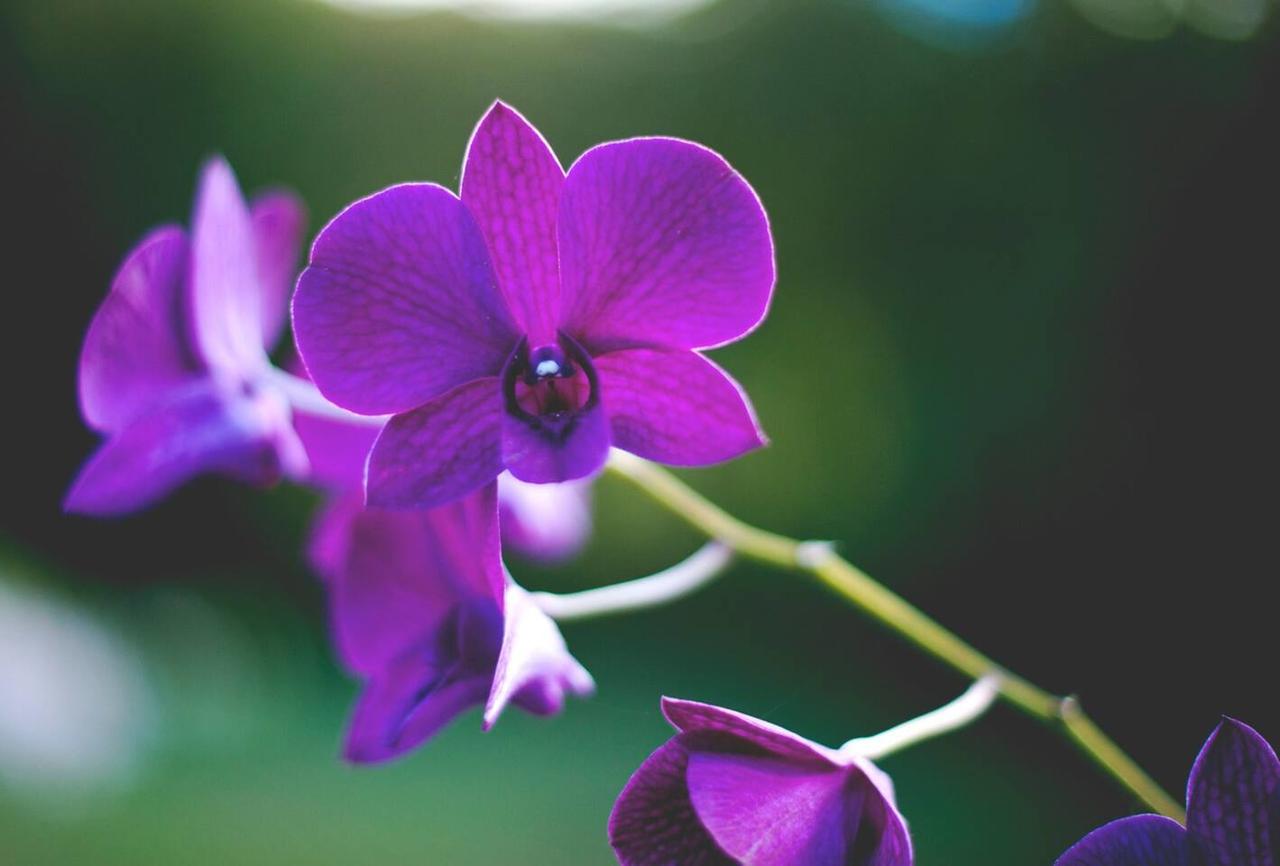 Twin Hearts - thumb 6