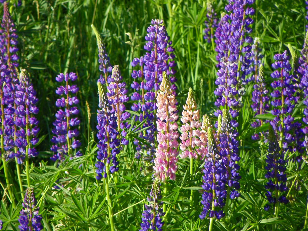 Bar Harbor Inn And Spa - thumb 36