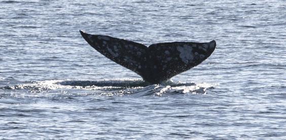 Harbor House Inn - thumb 36