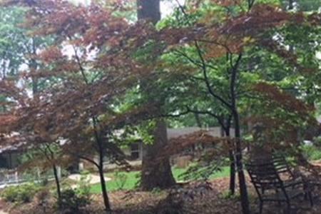 Zero Steps Close To Washigton,DC And Leisure World - thumb 24