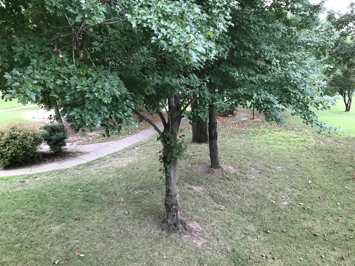 Foothills - thumb 11