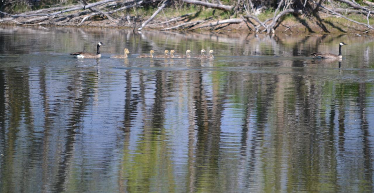 Ninepipes Lodge - thumb 24