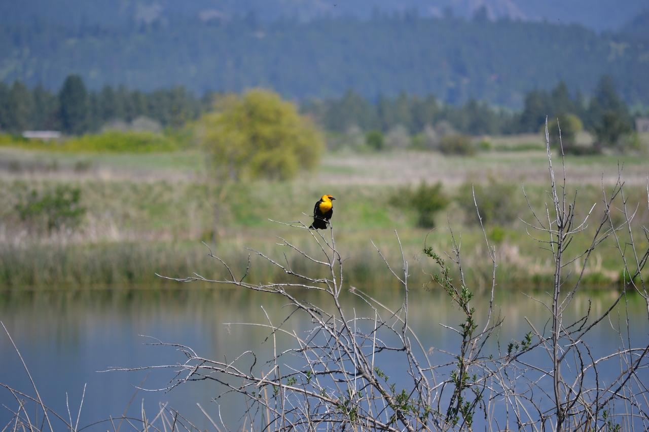 Ninepipes Lodge - thumb 20