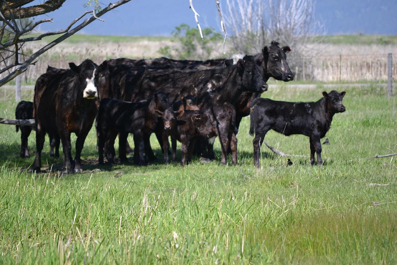 Ninepipes Lodge - thumb 36