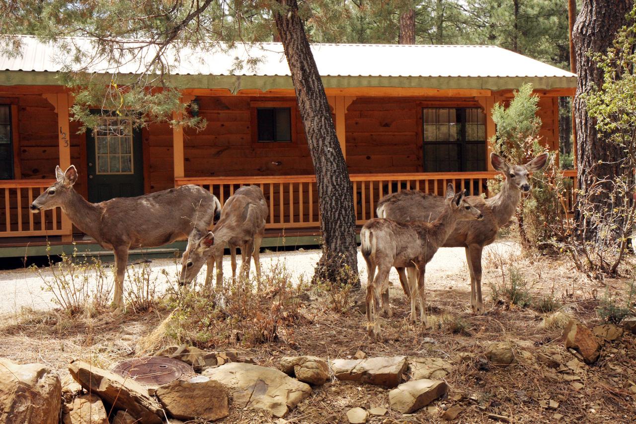 123 Rising Hill, 2 Bedrooms, Sleeps 6, WiFi, Gas Fireplace, Porch, Grill - thumb 19