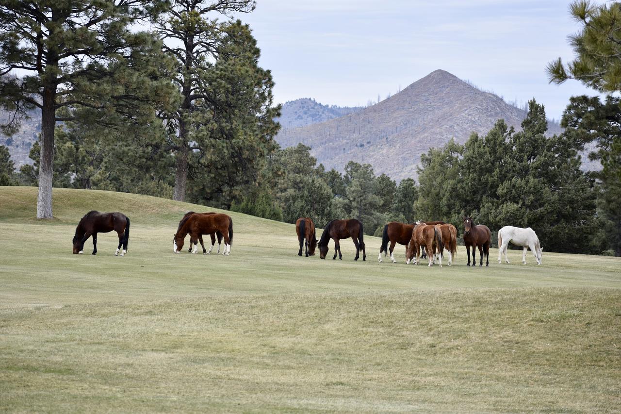 Holladay's Hideaway - thumb 35