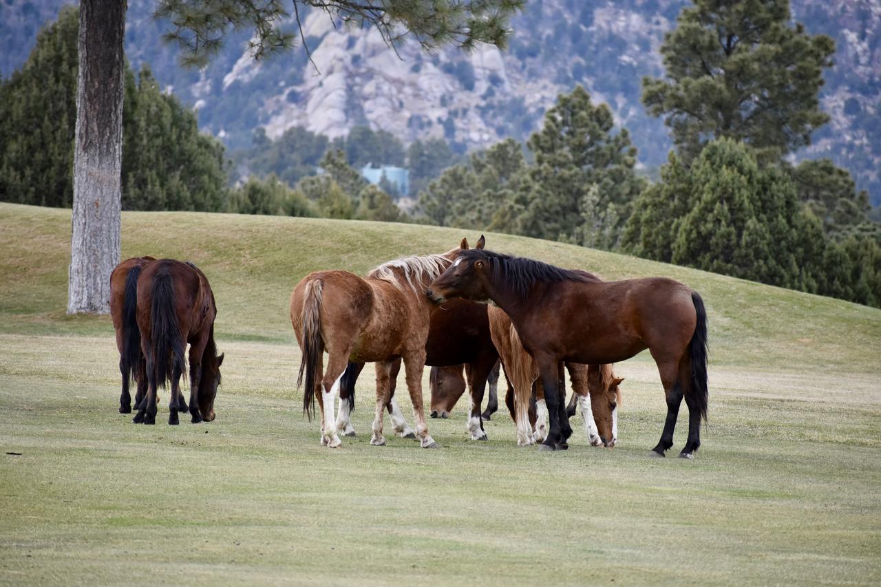 Holladay's Hideaway - thumb 36