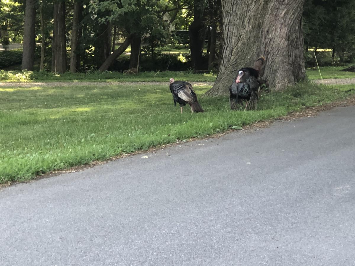 Renwick Clifton House B&B - thumb 12