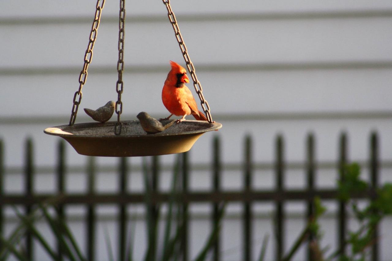 Pecan Tree Inn - thumb 41