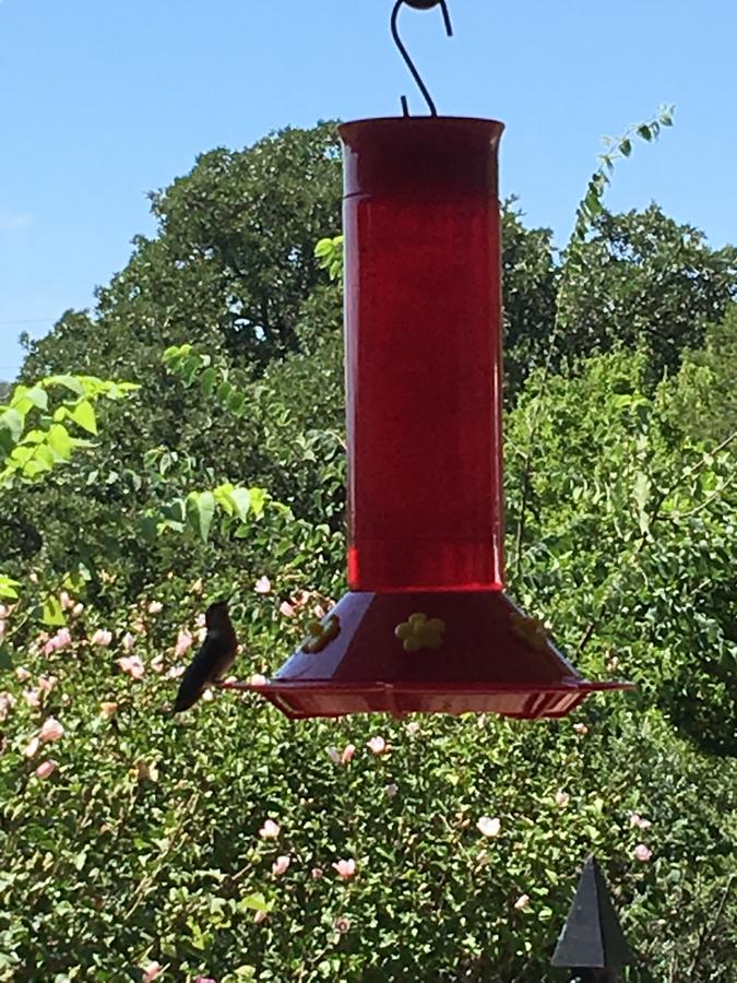 Blue Eyed Coyote BnB - thumb 20