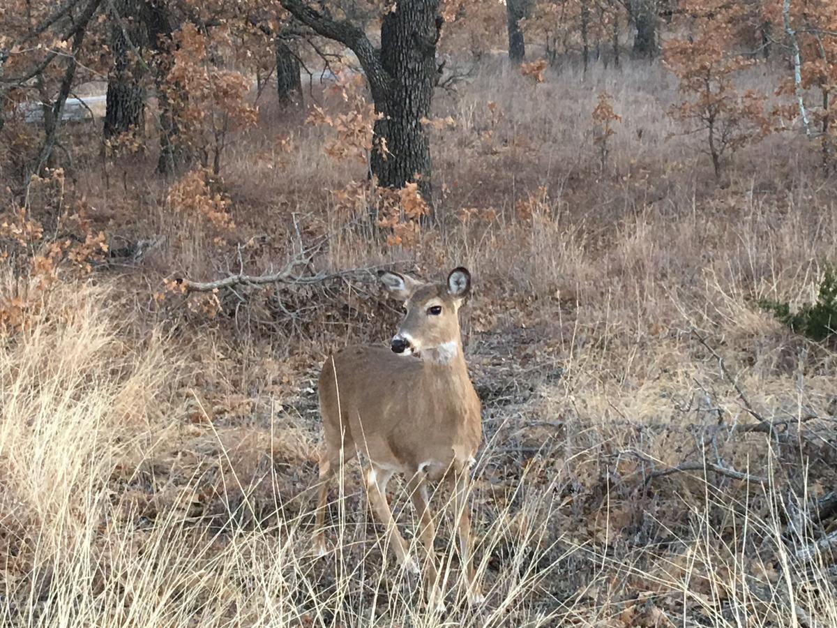 Blue Eyed Coyote BnB - thumb 23