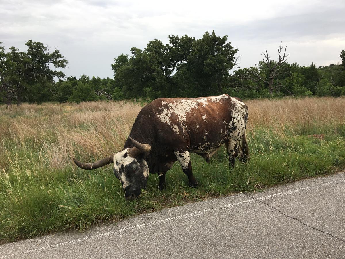 Blue Eyed Coyote BnB - thumb 29